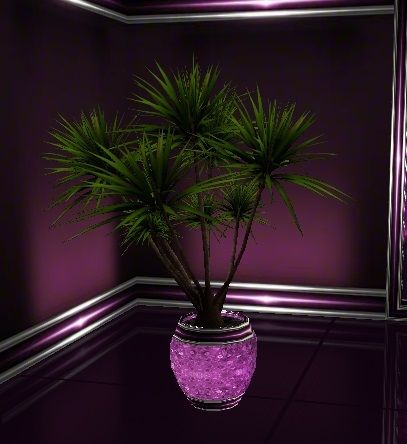  photo Imperial Purple yucca plant_zpsezepekzy.jpg