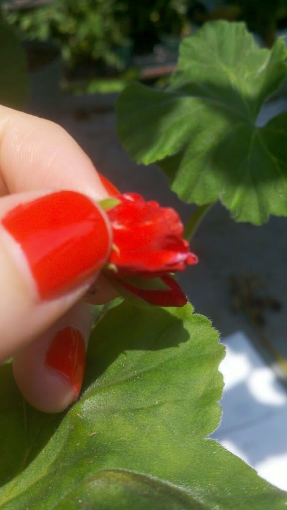 essie geranium perfect match