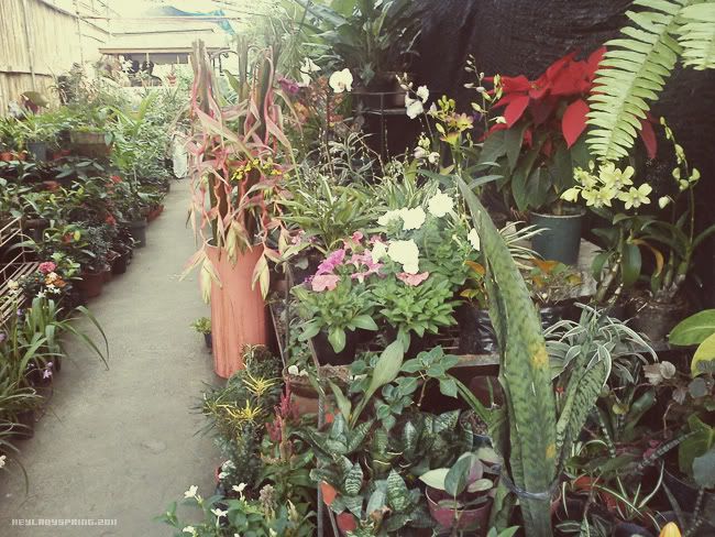 plants