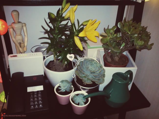 plants