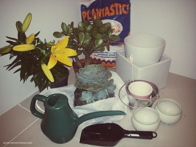 plants