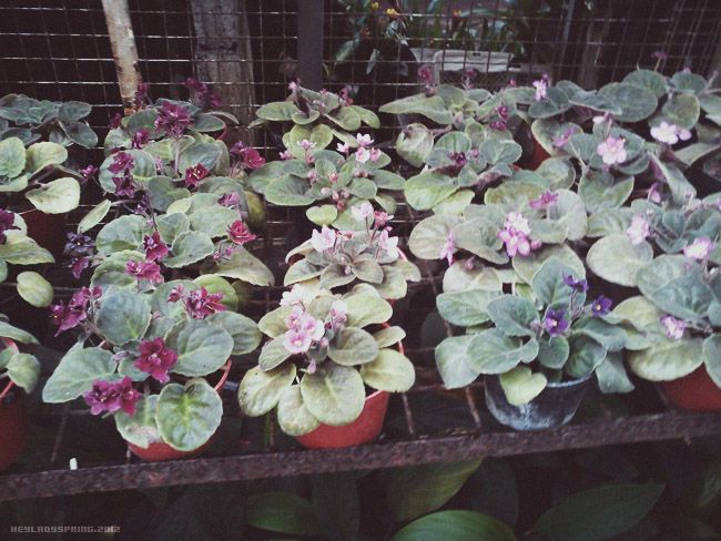 HeyLadySpring African Violets