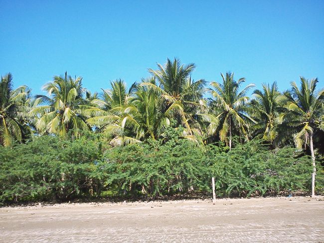 Coconut trees line the coastline (c) Heyladyspring.com