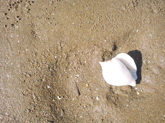 Sea shells, My kind of litter <3 (c) Heyladyspring.com