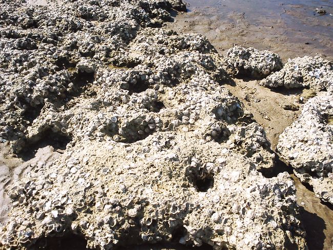 Rocks coated with shells (c) Heyladyspring.com