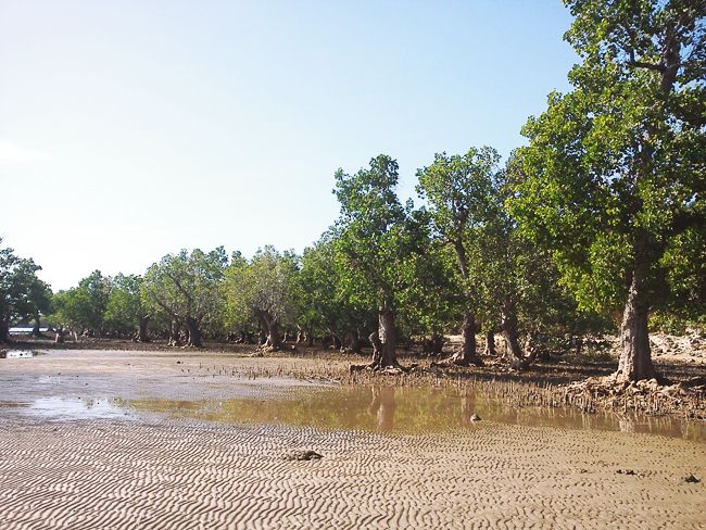 Mangroves (c) Heyladyspring.com