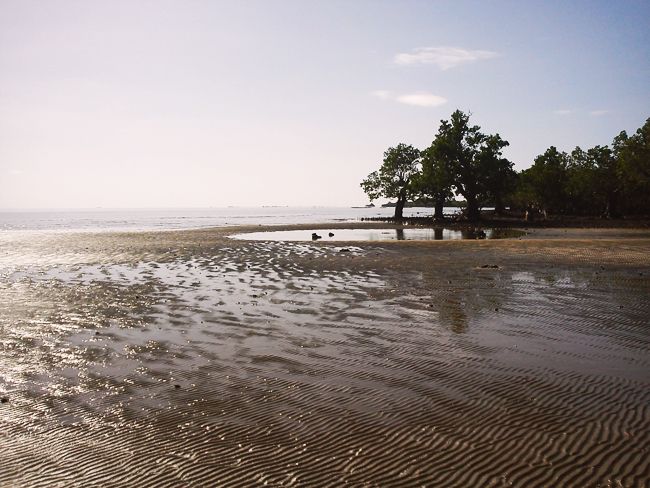 Mangroves (c) Heyladyspring.com