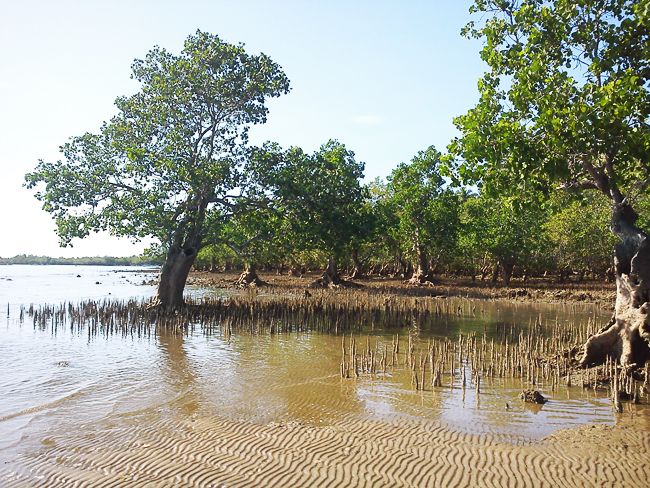 Mangroves (c) Heyladyspring.com