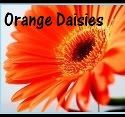 Orange Daisies