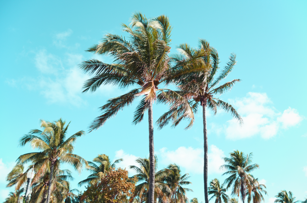 photo miamiDSC_0308_zps18f09985.png