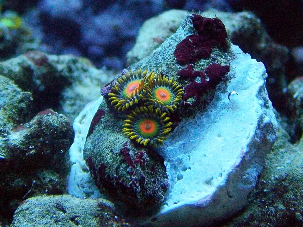 100 5275 - finally got one of my favorite "named" zoas