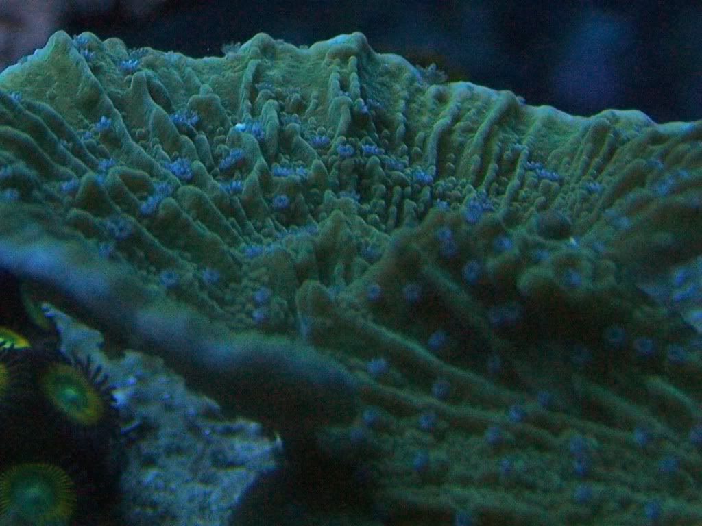 100 5276 - my 24gallon chunk of reef