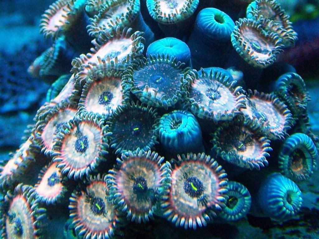 100 6151 - Wacha gonna bring to the AMAZING AARC swap!?!?!