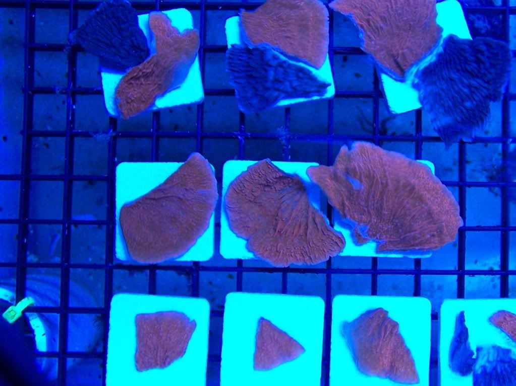 100 6154 - Wacha gonna bring to the AMAZING AARC swap!?!?!