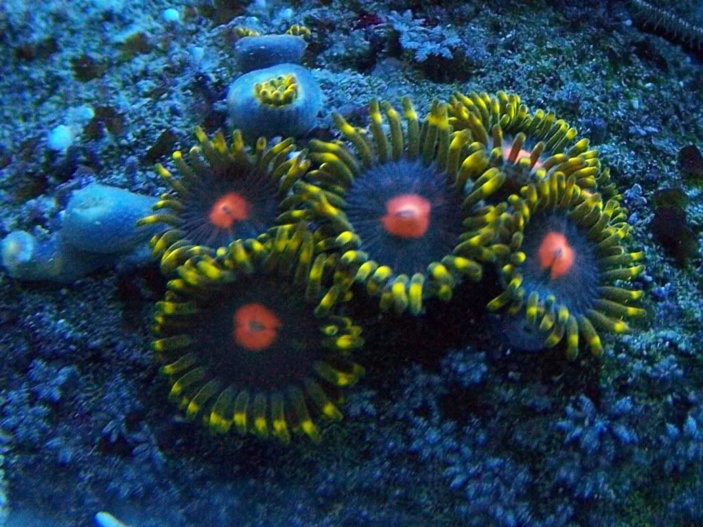 100 5542 - my 24gallon chunk of reef