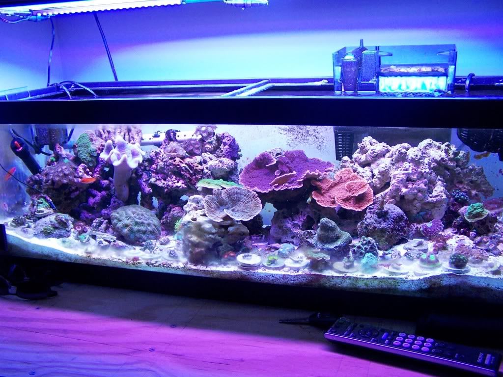 100 5601 - my 24gallon chunk of reef