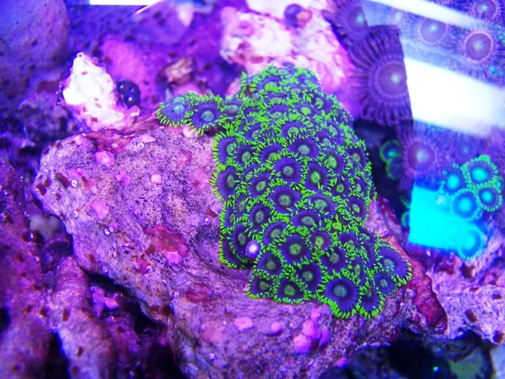 100 5618 - my 24gallon chunk of reef