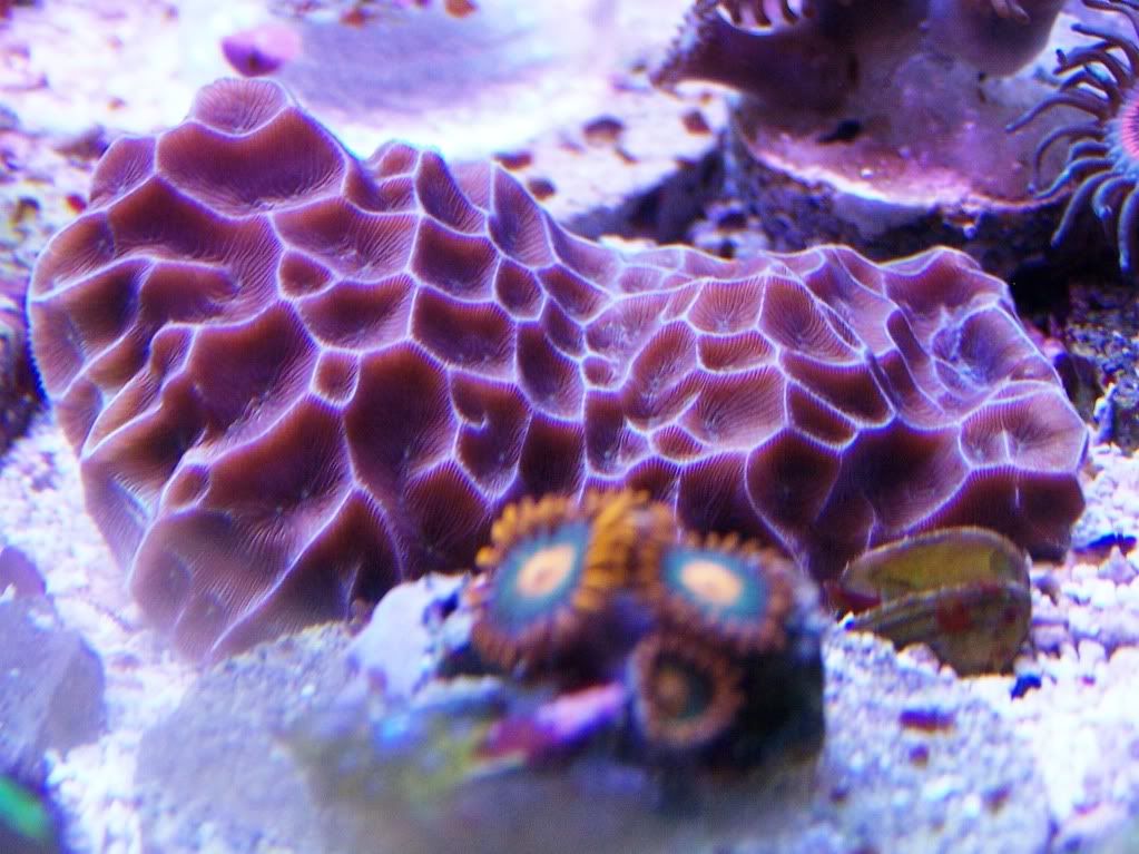 100 5623 - my 24gallon chunk of reef