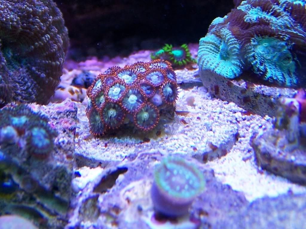 100 5633 - my 24gallon chunk of reef