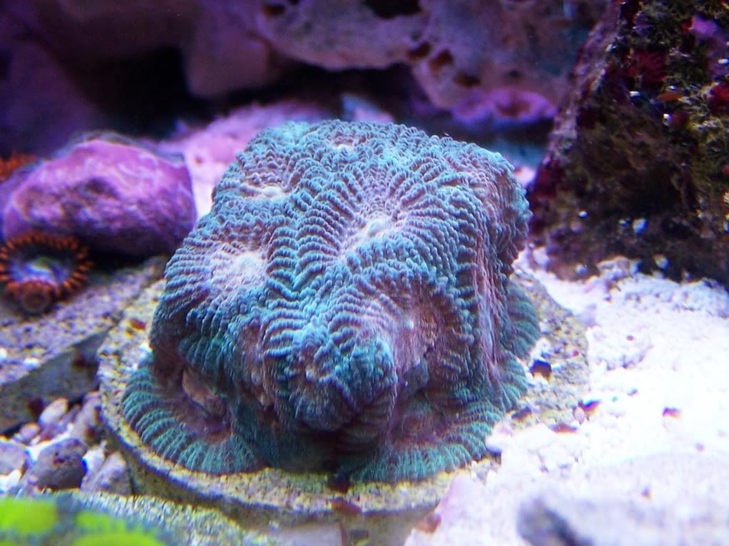 100 5634 - my 24gallon chunk of reef