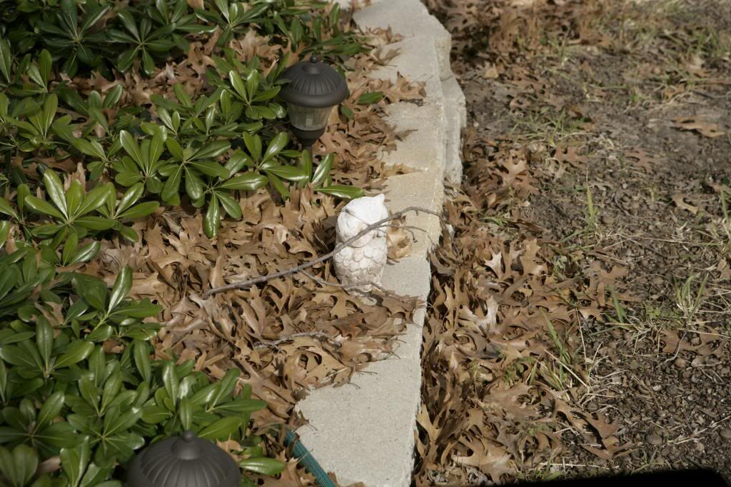 IMAGE: http://i1213.photobucket.com/albums/cc467/jeff_baldwin2002/Canon%201Ds%20issues/_Z9W0184.jpg