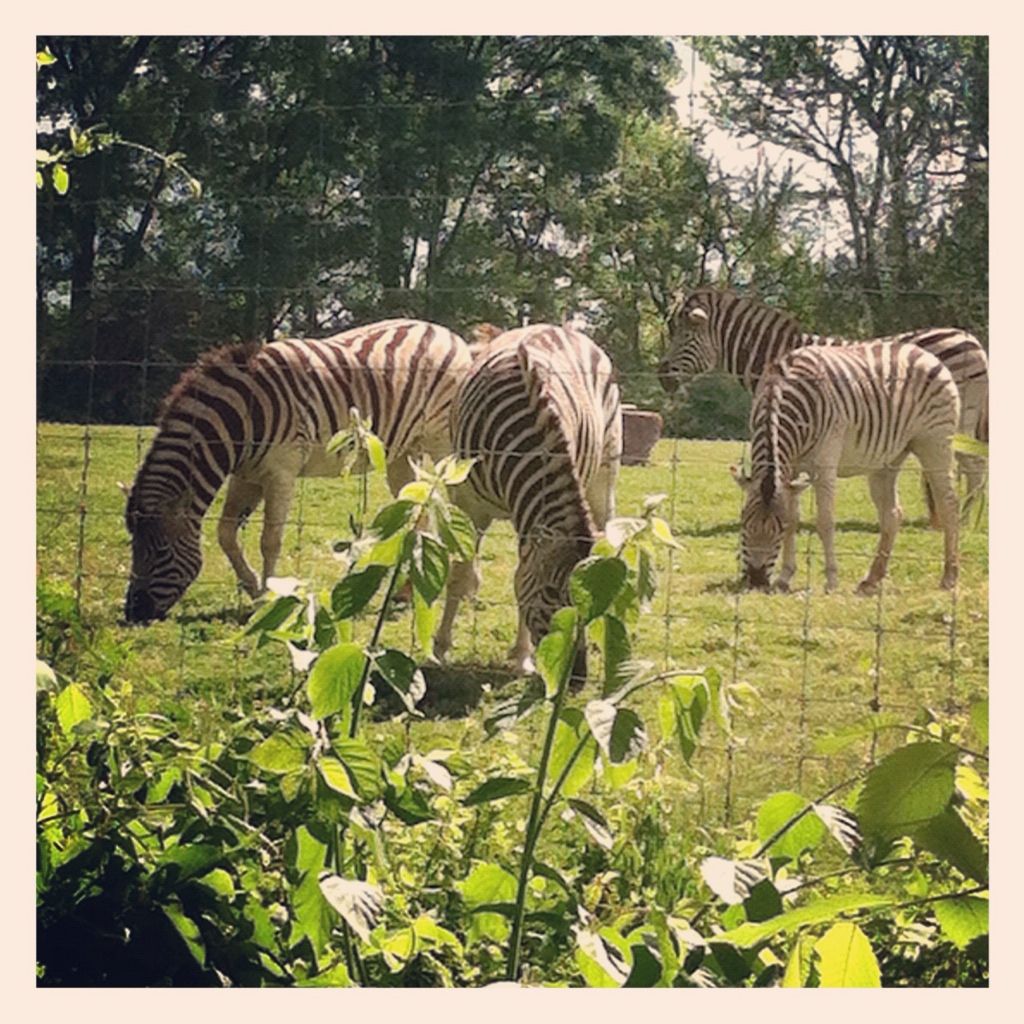 Uploaded from the Photobucket iPhone App