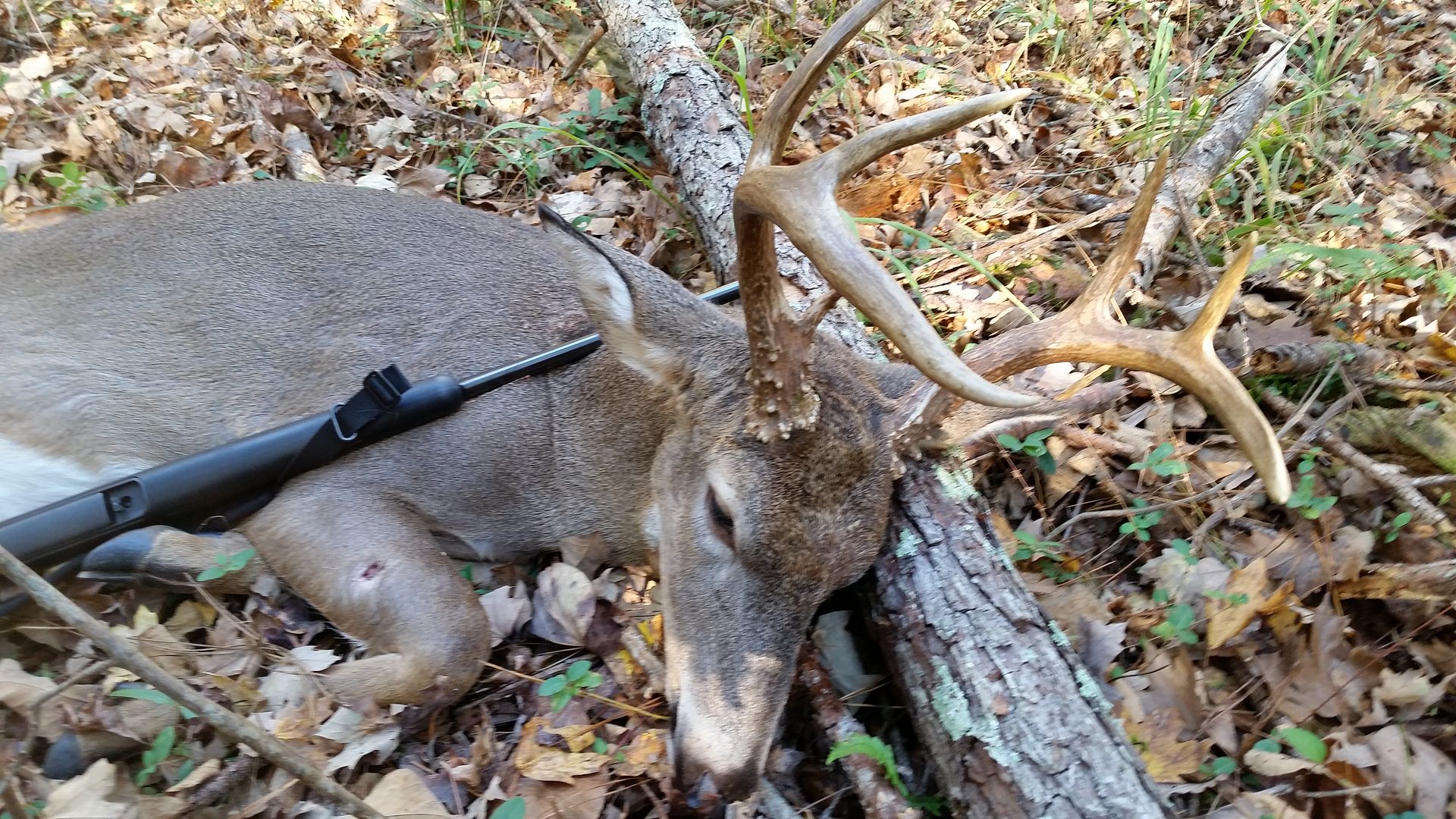 BF Grant 1st Rifle Quota hunt..Who got picked any luck? GON Forum