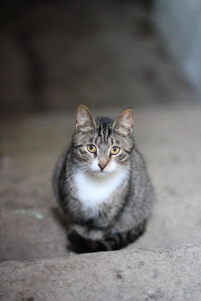 cat photo IMG_8900.jpg