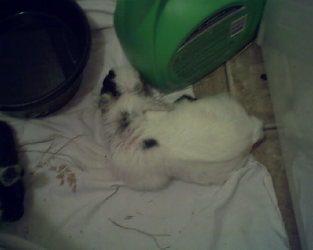 Wow!! Input please! - Goats