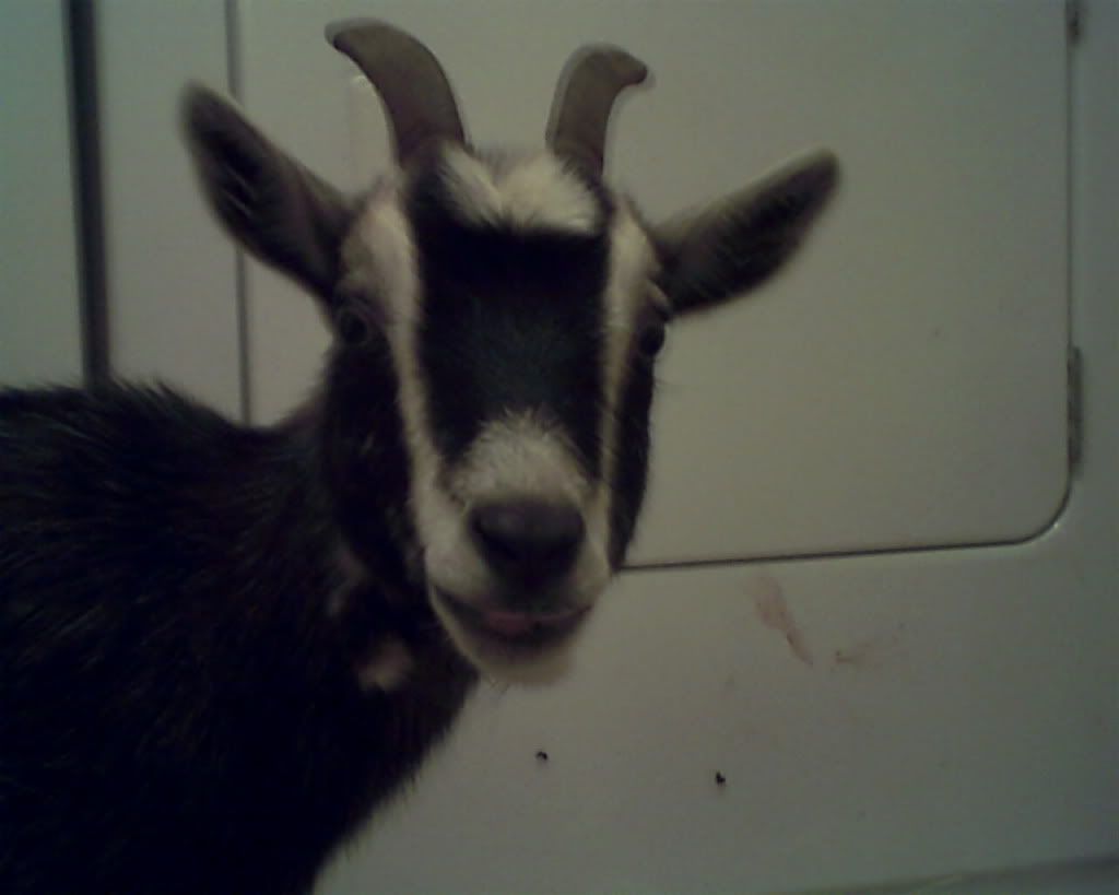 Wow!! Input please! - Goats