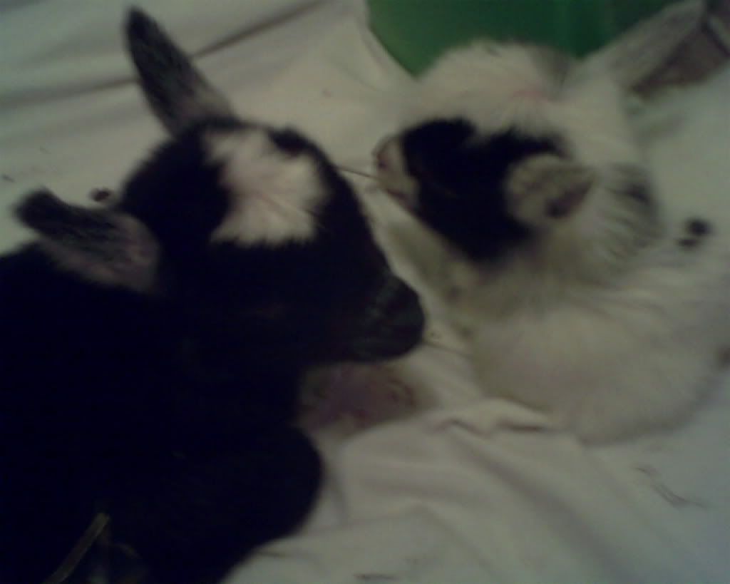 Wow!! Input please! - Goats