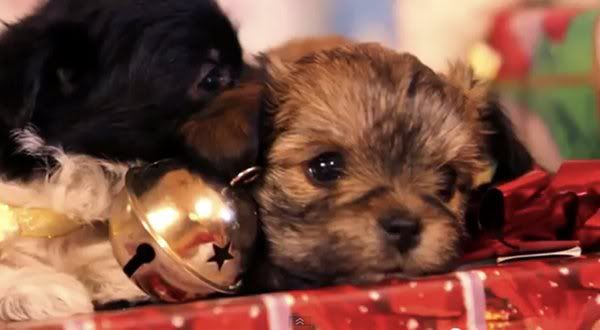 puppy-christmas.jpg