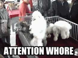 attention whore photo:  attentionwhoredog-1.gif