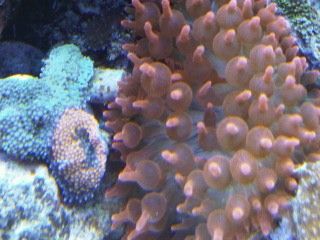 IMG00216-20120106-1700.jpg