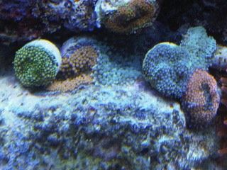 IMG00217-20120106-1700.jpg