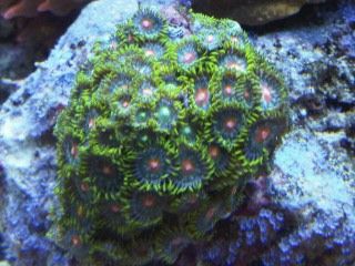 IMG00232-20120106-1735.jpg