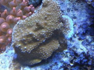 IMG00233-20120106-1735.jpg