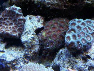 IMG00234-20120106-1735.jpg