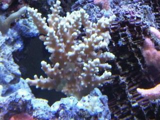 IMG00237-20120106-1736.jpg