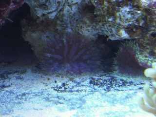 IMG00241-20120106-1737.jpg