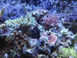 IMG00250-20120106-1740.jpg
