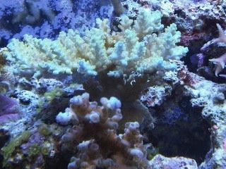 IMG00251-20120106-1741.jpg