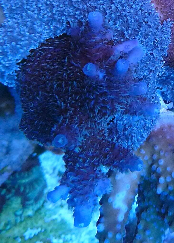 P1040497_zpsc4ebdf70.jpg