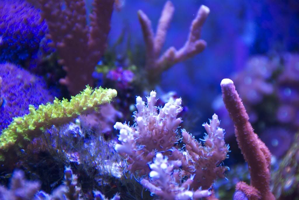 acrogroup_zps6168f8ac.jpg