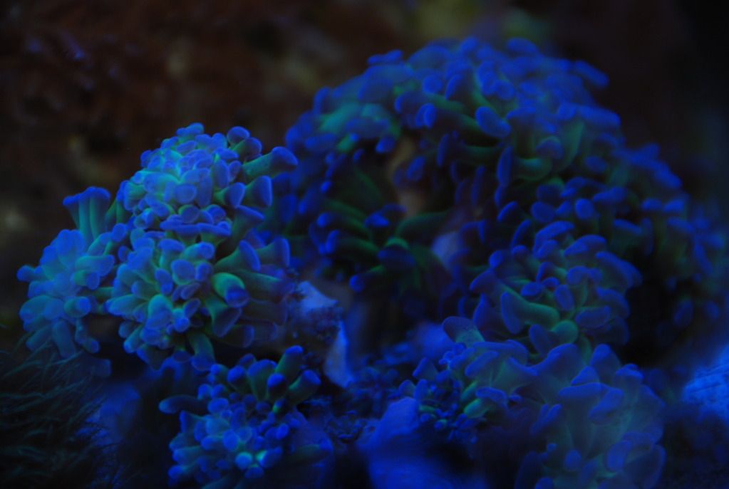 blue--pinkhammer_zps333ee3ad.jpg
