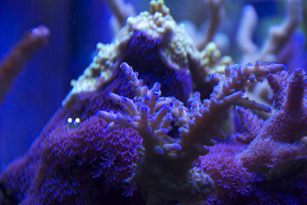brentsbuffalotort_zpsde87915d.jpg