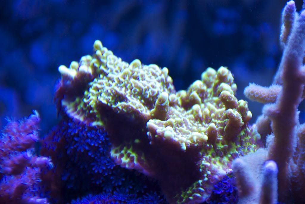 confusa-1_zpsdd3f9843.jpg