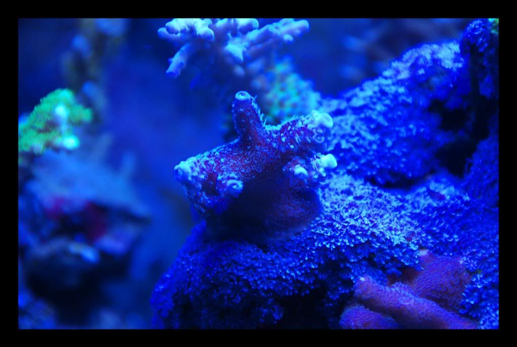 palmersblueacro.jpg