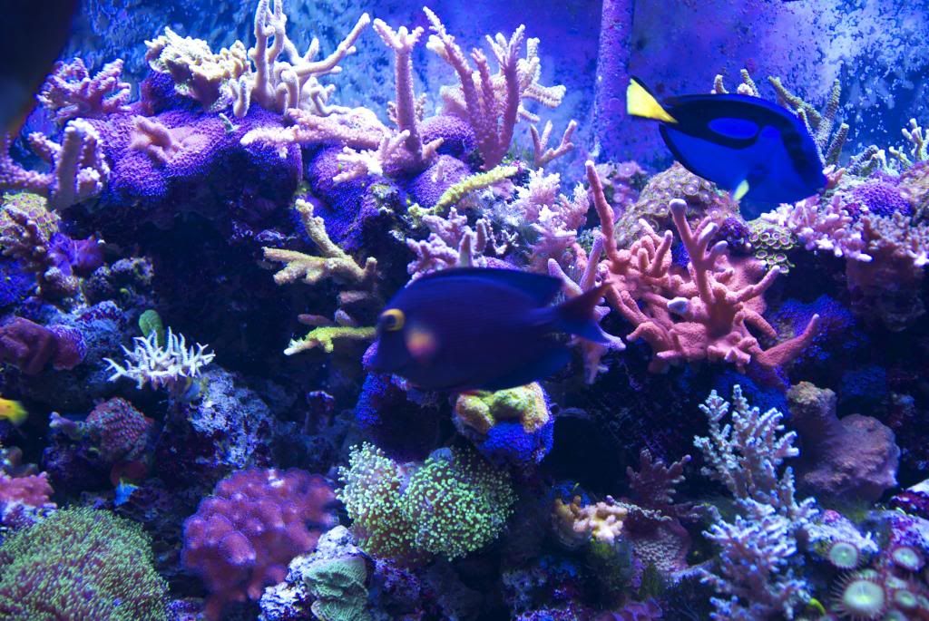 tangs_zps02553e6d.jpg