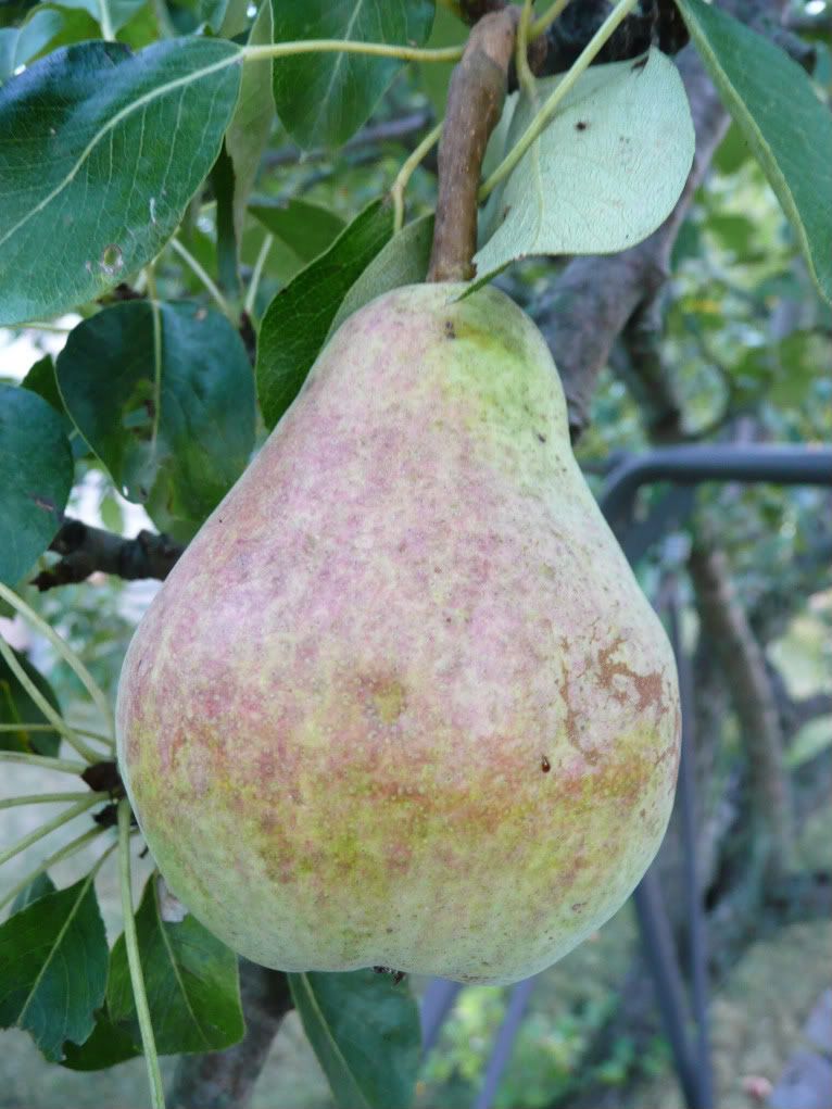 pear photo: pear Pear.jpg